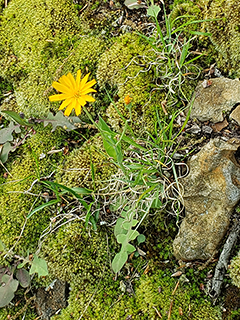 Krigia biflora (Two-flower dwarf dandelion)