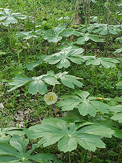 Podophyllum peltatum (Mayapple)