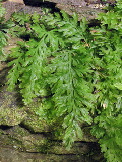 Trichomanes boschianum (Appalachian bristle fern)
