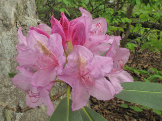 Rhododendron catawbiense (Catawba rosebay)