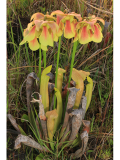 Sarracenia rehderi (Rehder's hybrid pitcherplant)