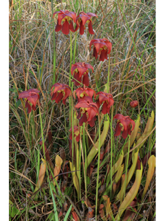 Sarracenia rubra ssp. rubra (Sweet pitcherplant)