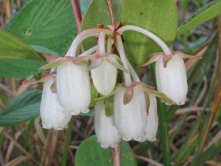 Lyonia mariana (Piedmont staggerbush)