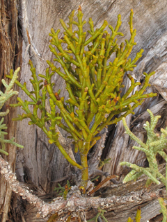 Phoradendron juniperinum (Juniper mistletoe)
