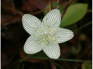 Parnassia caroliniana (Carolina grass-of-parnassus)