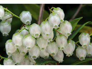 Pieris phillyreifolia (Climbing fetterbush)