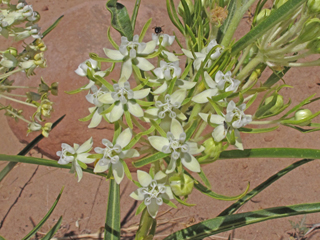 Asclepias subverticillata (Horsetail milkweed)