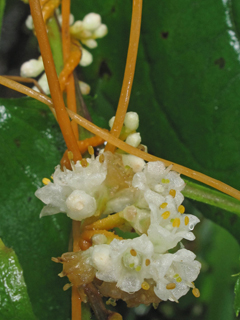Cuscuta rostrata (Beaked dodder)