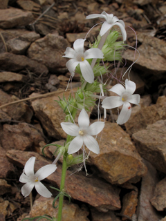 Ipomopsis aggregata ssp. candida (White-flowered scarlet gilia)