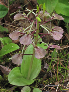 Liparis liliifolia (Brown widelip orchid)