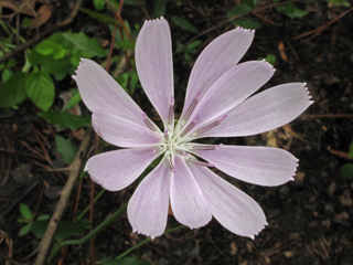 Lygodesmia aphylla (Rose-rush)