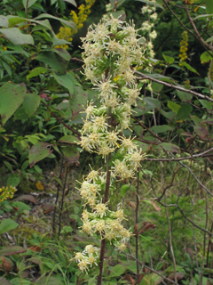 Solidago bicolor (White goldenrod)