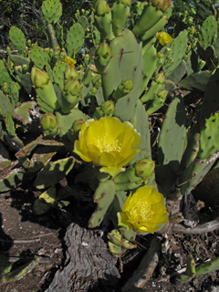 Opuntia turbinata (Turban prickly pear)