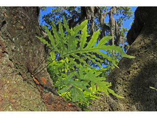 Phlebodium aureum (Goldfoot fern)