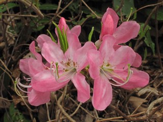 Rhododendron vaseyi (Pinkshell azalea)