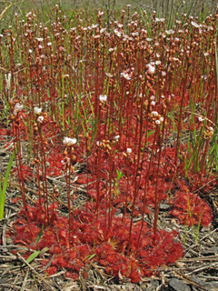 Drosera capillaris (Pink sundew)