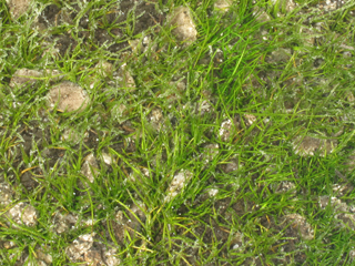 Isoetes tegetiformans (Merlin's-grass)