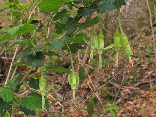 Ribes echinellum (Miccosukee gooseberry)