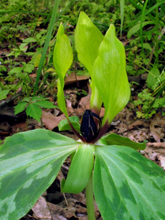 Trillium lancifolium (Lanceleaf wake-robin)