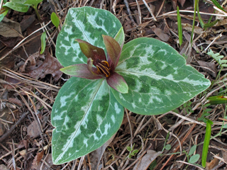 Trillium reliquum (Confederate wakerobin)