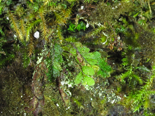 Grammitis nimbata (West indian dwarf polypody)