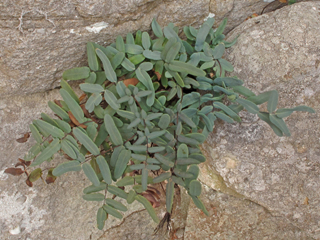 Pellaea glabella (Smooth cliffbrake)