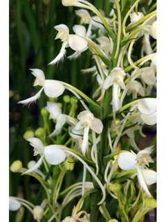 Platanthera blephariglottis (White fringed orchid)