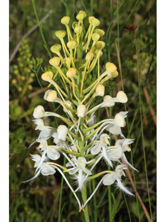 Platanthera blephariglottis var. conspicua (White fringed orchid)