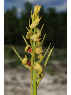 Pteroglossaspis ecristata (Giant orchid)