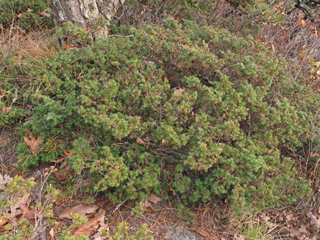 Juniperus communis var. depressa (Common juniper)