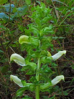 Pedicularis lanceolata (Swamp lousewort)