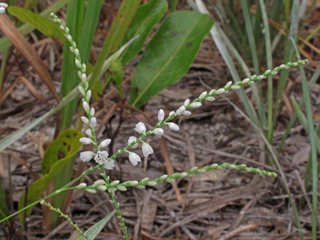 Polygonella gracilis (Tall jointweed)