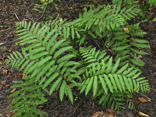 Woodwardia virginica (Virginia chainfern)