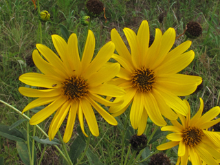 Helianthus laetiflorus (Cheerful sunflower)
