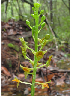 Malaxis spicata (Florida adder's-mouth orchid)