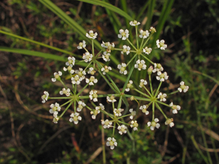 Oxypolis canbyi (Canby's cowbane)