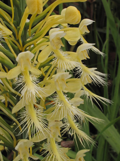 Platanthera bicolor (Fringed orchid)