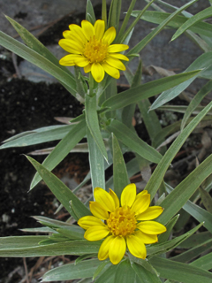PItyopsis ruthii (Ruth's gold-aster)