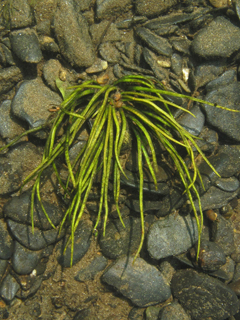 Isoetes tennesseensis (Tennessee quillwort)