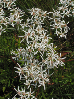 Sericocarpus linifolius (Narrowleaf whitetop aster)