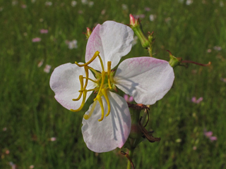 Rhexia mariana var. mariana (Maryland meadow beauty)