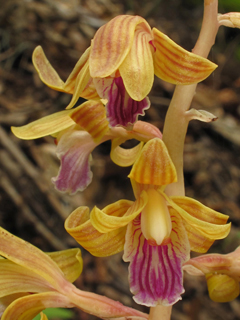 Hexalectris spicata var. spicata (Spiked crested coralroot)