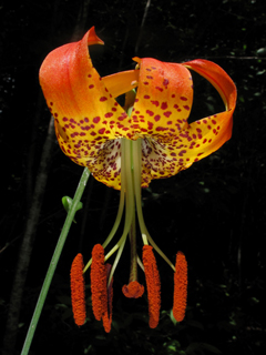 Lilium michauxii (Carolina lily)
