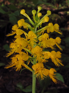 Platanthera channellii (Fringed orchid)