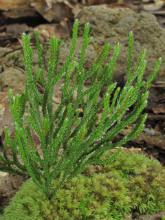 Selaginella arenicola ssp. riddellii (Riddell's spikemoss)