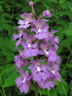 Platanthera grandiflora (Greater purple fringed orchid)