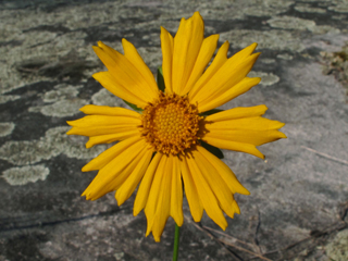 Coreopsis grandiflora var. saxicola (Rock largeflower tickseed)