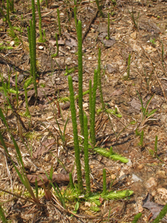 Lycopodiella appressa (Southern bog clubmoss)