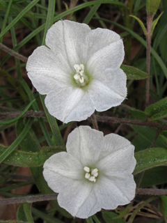 Stylisma patens ssp. angustifolia (Coastal plain dawnflower)