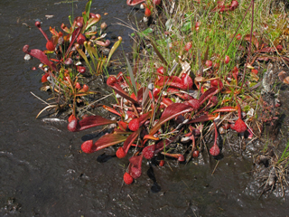 Sarracenia psittacina (Parrot pitcherplant)